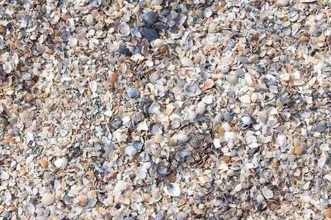 Seashells on the beach background Foto stock