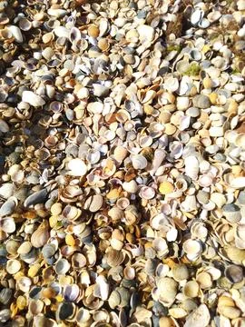 Seashells on the beach. Beach summer background. Foto stock