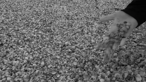 Seashells on the beach. Stock Footage 290507797