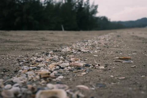 Seashells on the beach line Stock Photos