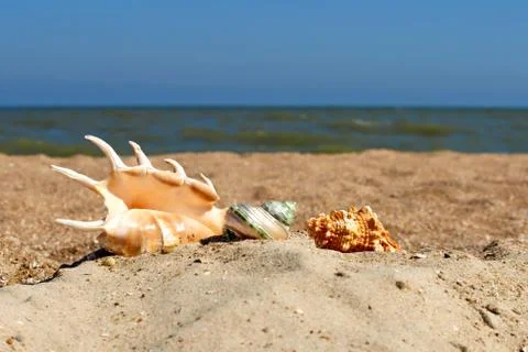 Seashells on a beach. Stock Photos