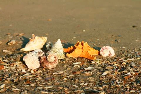 Seashells on the beach  Stock Photos