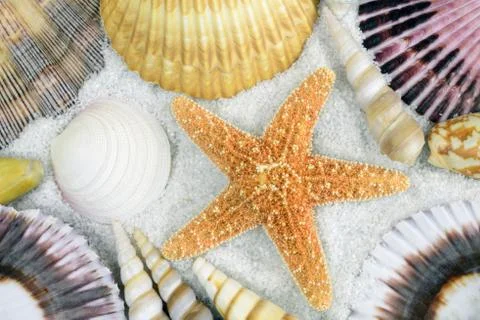 Seashells on the beach Stock Photos