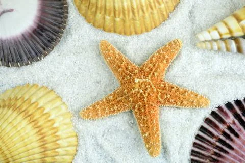Seashells on the beach Stock Photos