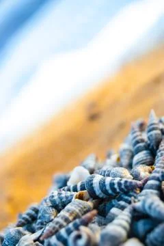 Seashells on the beach Stock Photos