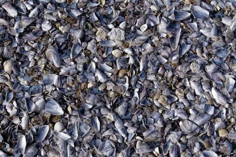 Seashells on a beach Stock Photos