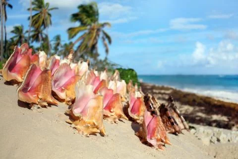 Seashells on the beach Stock Photos