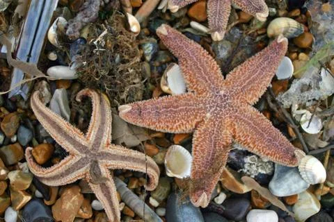 Seashells on the beach Stock Photos