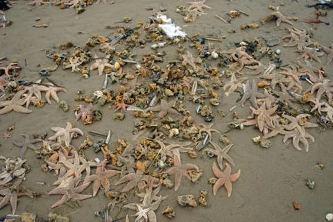 Seashells on the beach 스톡 사진