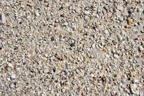 Seashells on the Beach Stock Photos