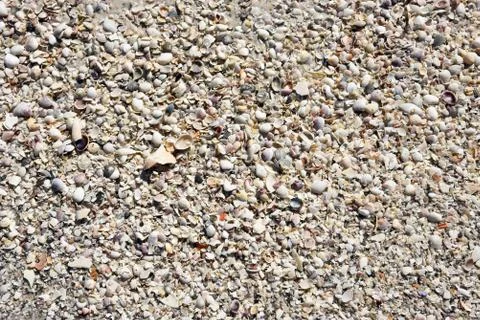 Seashells on the Beach Stock Photos