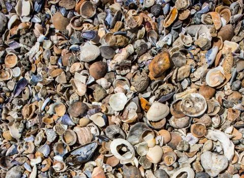 Seashells on the beach Stock Photos