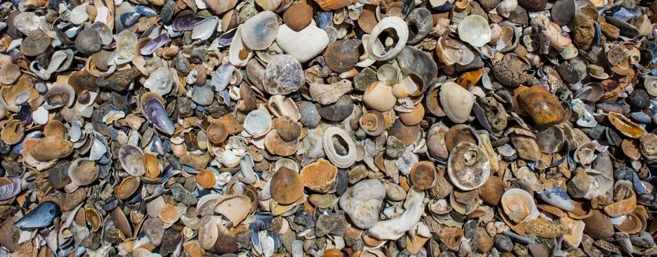 Seashells on the beach Stock Photos