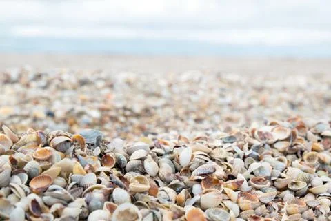 Seashells on the beach Stock Photos