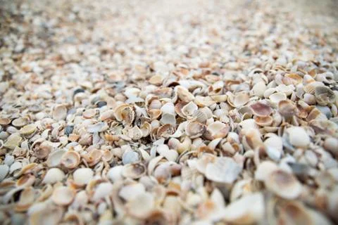 Seashells on the beach Stock Photos