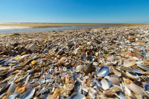 Seashells at the beach. Stock Photos