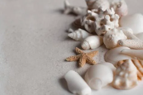 Seashells on a beach Stock Photos