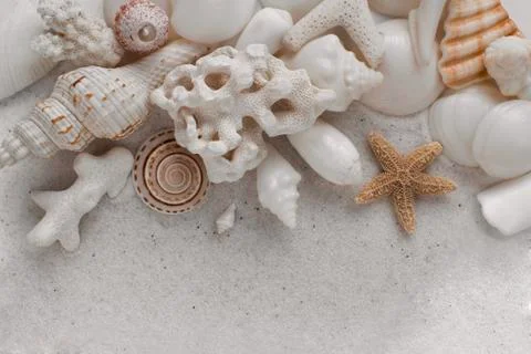 Seashells on a beach Stock Photos