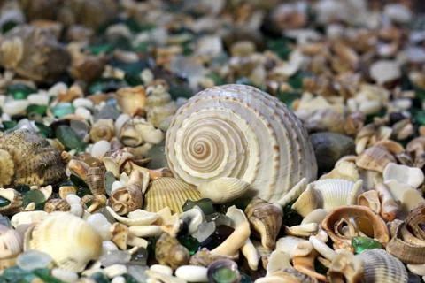 Seashells on the beach Stock Photos
