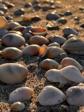 Seashells on the Beach 스톡 사진