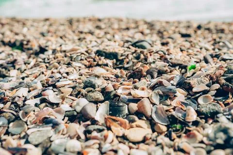 Seashells on the beach. Stock Photos