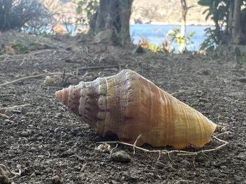 Seashells by the beach Stock Photos