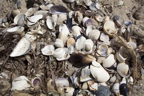 Seashells on the beach, in the sand, background Stock Photos