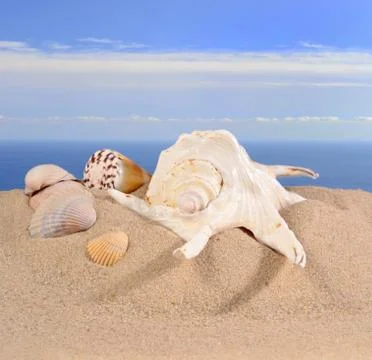 Seashells in beach sand Foto stock