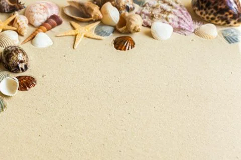 Seashells on the beach sand 库存照片