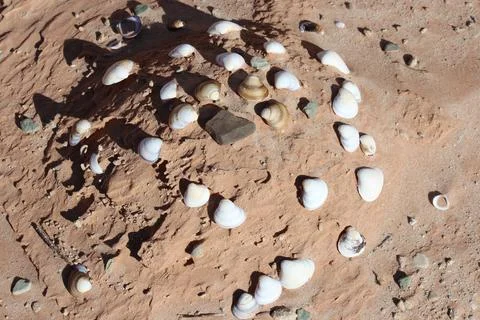 Seashells on beach sand 写真素材