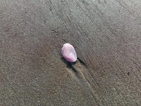 Seashells on the beach sand. Фото