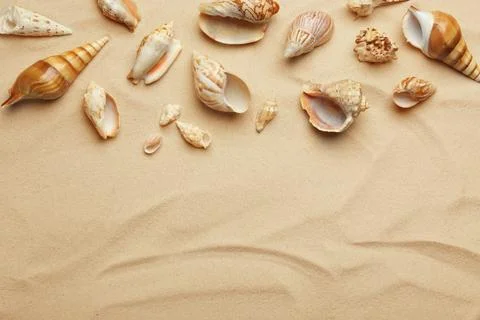 Seashells on beach sand, top view. Space for text Stock-Fotos