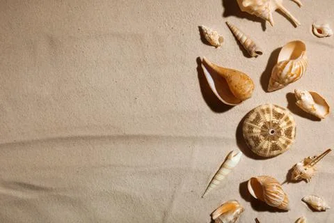 Seashells on beach sand, top view. Space for text 스톡 사진