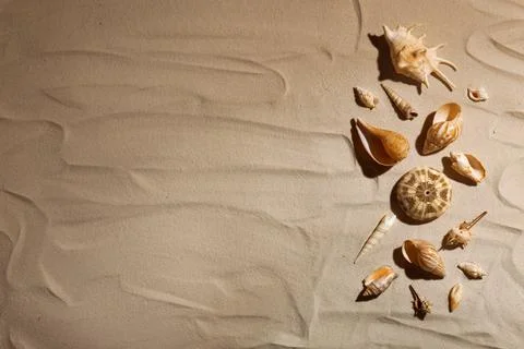Seashells on beach sand, top view. Space for text Stock-Fotos