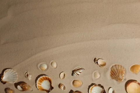 Seashells on beach sand, top view. Space for text 스톡 사진