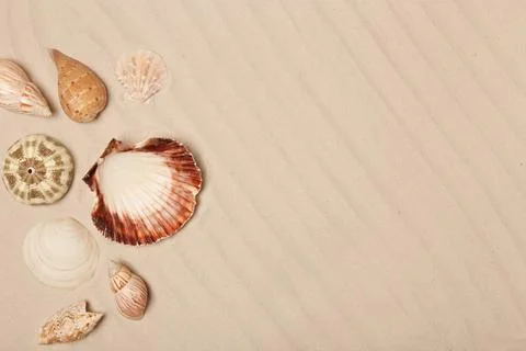 Seashells on beach sand, top view with space for text 스톡 사진