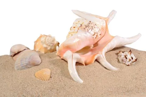 Seashells in beach sand on a white Stock Photos
