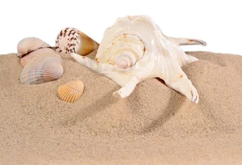 Seashells in beach sand on a white Stock Photos