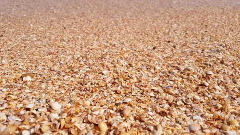 Seashells on beach with sea waves, close up Stock Footage 91933863