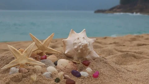 Seashells on the beach. Shells on sand. Stock Footage 105372526