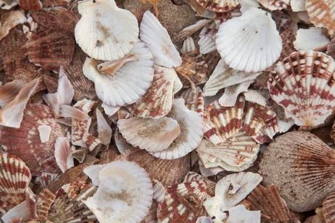 Seashells Beach strewn with sea shells, pattern Copyright: xZoonar.com/Ser... Stock Photos