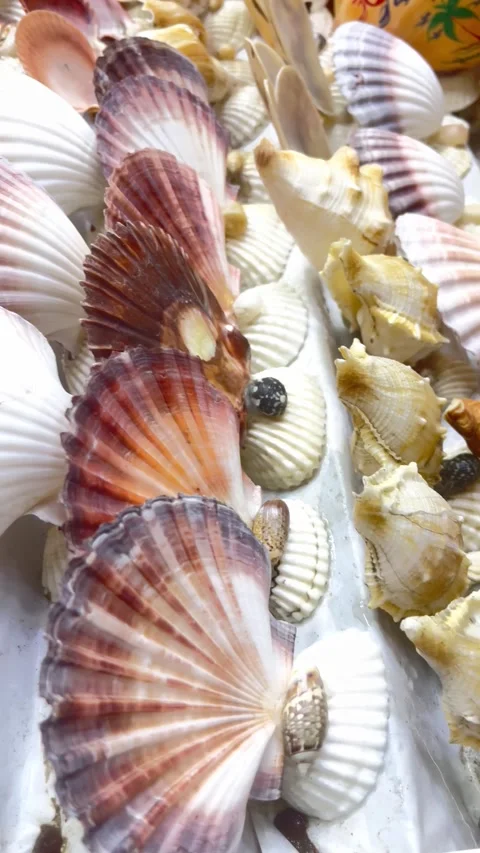Seashells on the beach. Top View Assortment of Seashells. Stock Footage 334164355