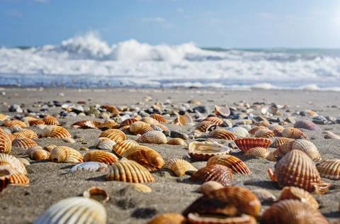 Seashells on the beach. Vacation background. Beach full of shells. Stock Photos