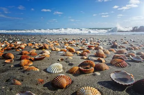Seashells on the beach. Vacation background. Beach full of shells. Stock Photos