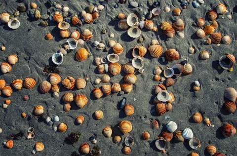 Seashells on the beach. Vacation background. Beach full of shells. Stock Photos