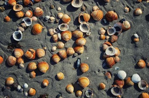 Seashells on the beach. Vacation background. Beach full of shells. Stock Photos