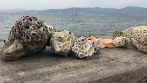 Seashells on the beach on wood Stock Footage 239836972