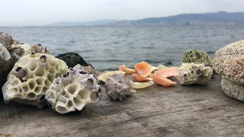 Seashells on the beach on wood surface Stock Footage 239837056