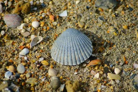 Seashells of the Beaches of the Outer Banks of North Carolina Stock Photos
