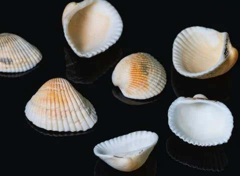 Seashells on a beautiful background Stock Photos